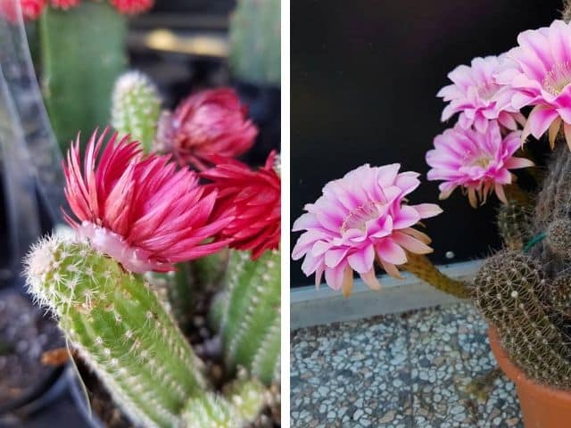 Flores de cactus falsas - cuidado con las estafas - Succulent Avenue