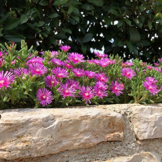Fotos de Delosperma cooperi (2) Fotos de Delosperma cooperi