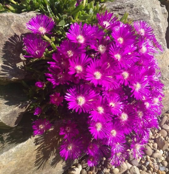 Fotos de Delosperma cooperi (4)