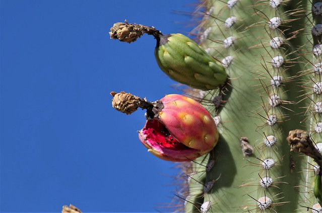 Cactus comestibles