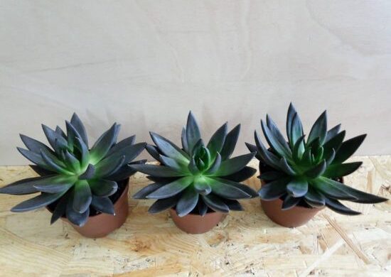 Echeveria black knight - características y cuidados - Succulent Avenue