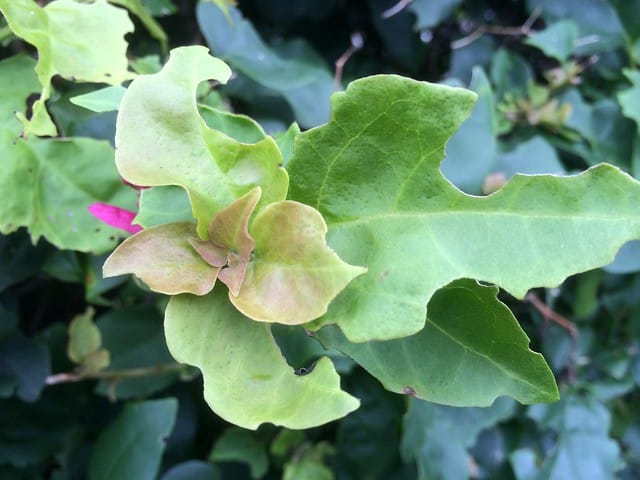 Qué se está comiendo las hojas de buganvilla - Succulent Avenue