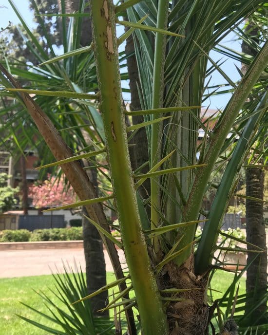 Phoenix reclinata