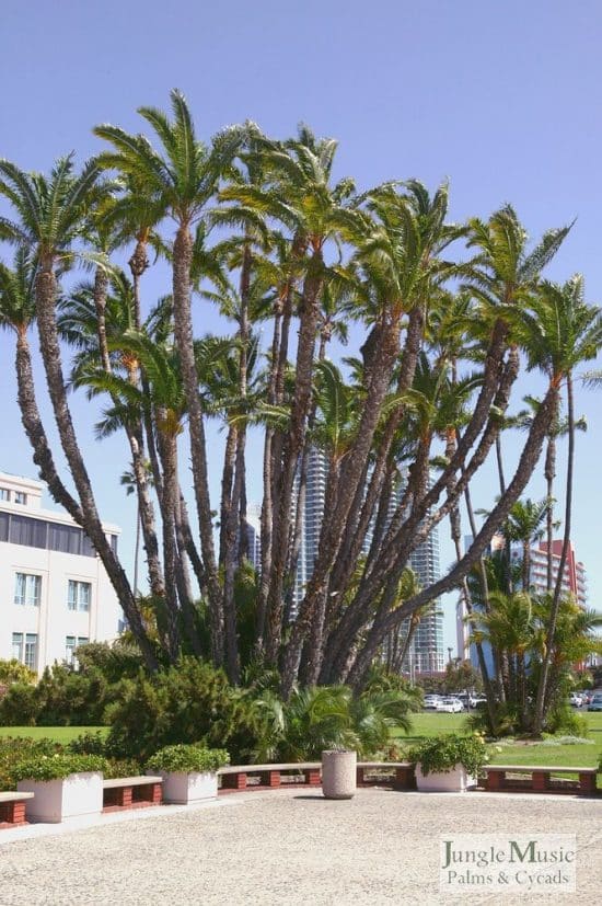 Palmera reclinata (2) Phoenix reclinata