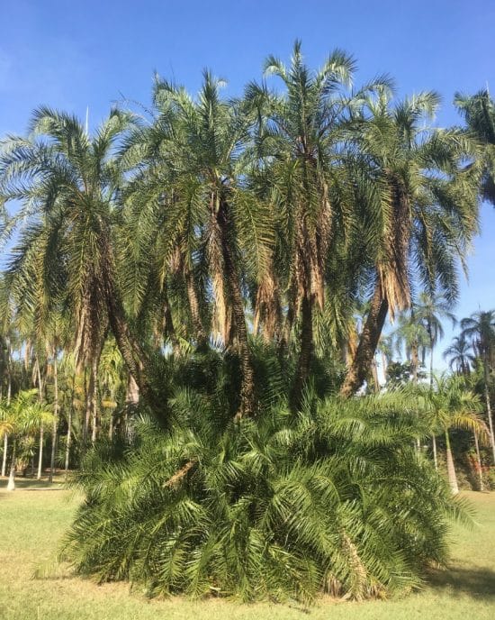 Palmera reclinata (3) Phoenix reclinata