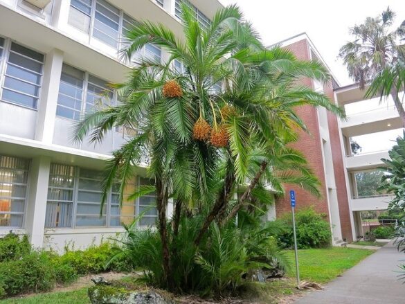 Palmera reclinata Phoenix reclinata