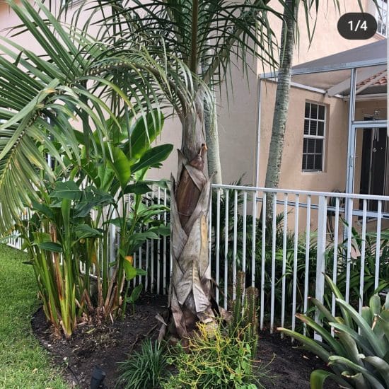 Cómo cuidar la palma spindle Succulent Avenue