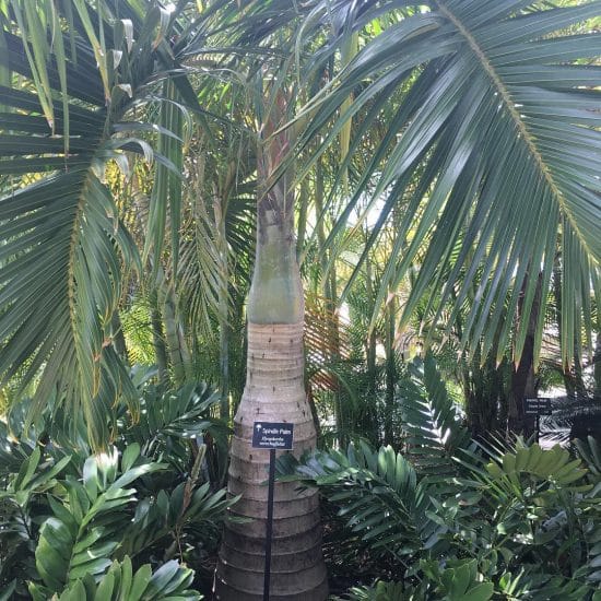 Palma spindle Hyophorbe verschaffeltii