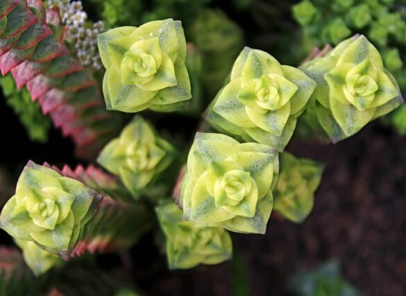 Crassula perforata variegata (2) Crassula perforata variegata