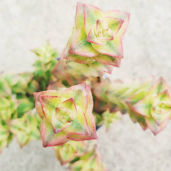 Crassula perforata variegata (3) Crassula perforata variegata