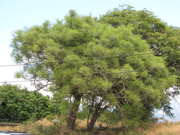 Euphorbia Tirucalli (árbol de dedos)