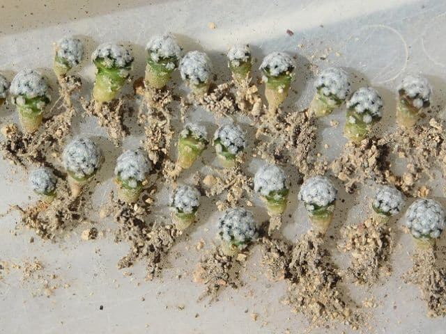carga ayudar Circular Cómo germinar las semillas de cactus (paso a paso) - Succulent Avenue