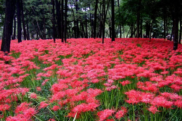 Cómo cuidar el lirio araña rojo.