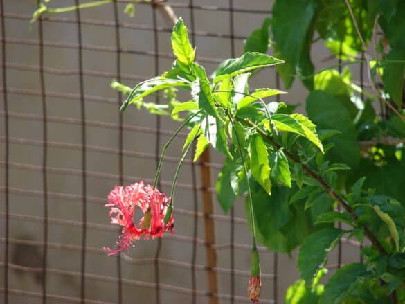 Hibiscus schizopetalus (2) Hibiscus schizopetalus