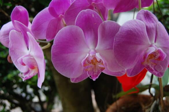 orquídea Dendrobium