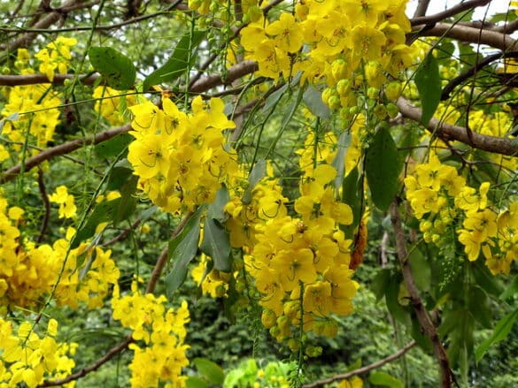 Árbol Lluvia de oro (2) Árbol Lluvia de oro
