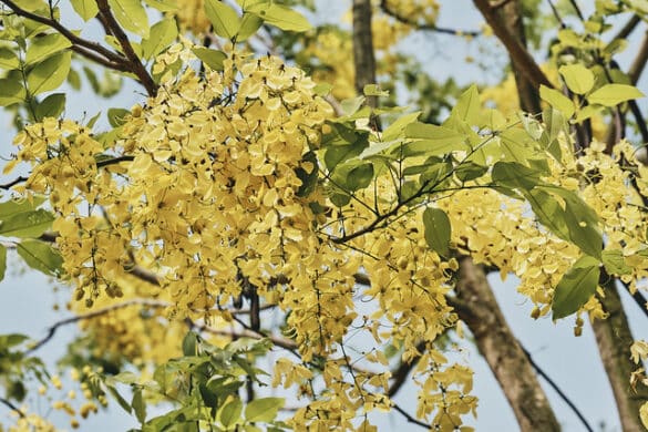 Árbol Lluvia de oro (3) Árbol Lluvia de oro
