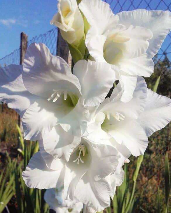 Gladiolos blancos (9) Gladiolos blancos (7)
