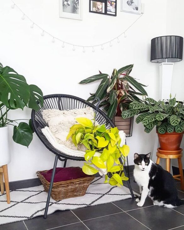 Planta Potos Neon (4)