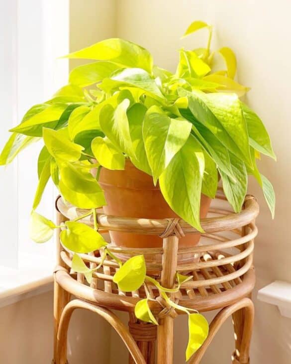 Planta Potos Neon Planta Potos Neon