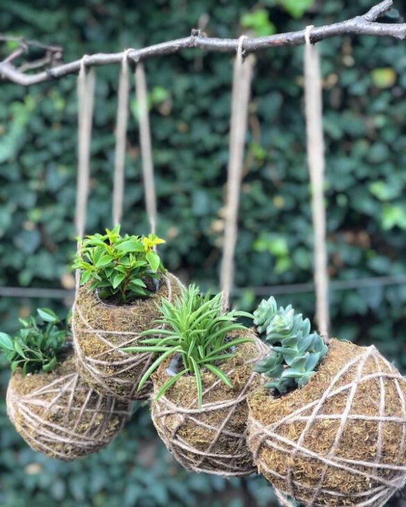 kokedama de suculentas (3) kokedama de suculentas