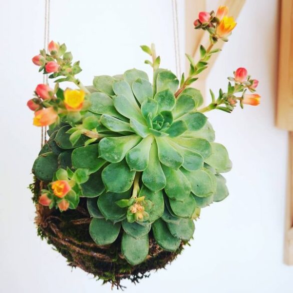 kokedama de suculentas (4) kokedama de suculentas