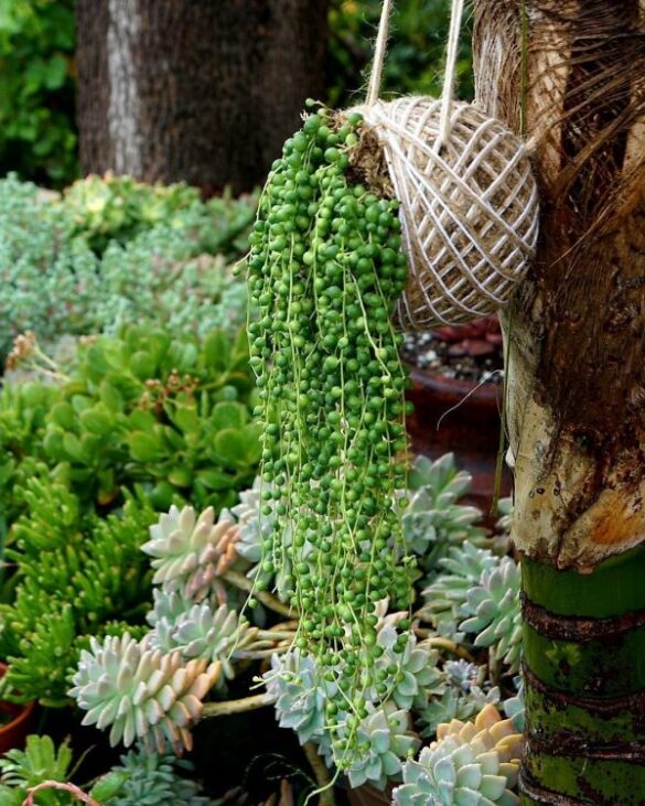 kokedama de suculentas kokedama de suculentas