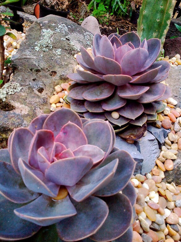 Echeveria Perle von Nurnberg (2) Echeveria Perle von Nurnberg