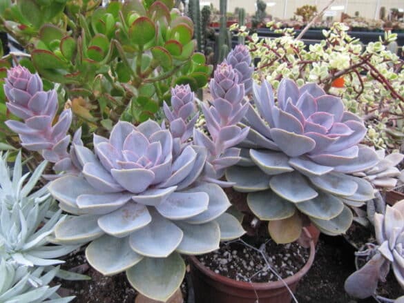Echeveria Perle von Nurnberg Echeveria Perle von Nurnberg