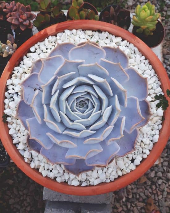 Echeveria lilacina Echeveria lilacina