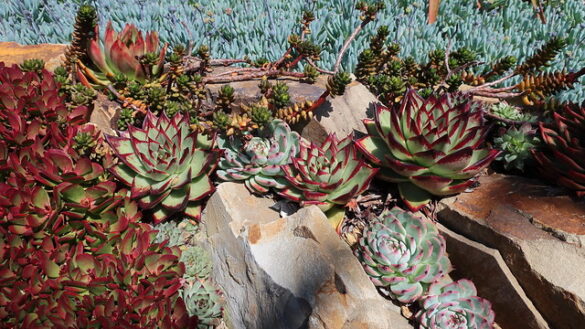 Echeveria pulidonis Echeveria pulidonis