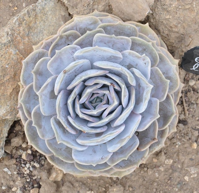 Echeveria lilacina - Características y cuidados