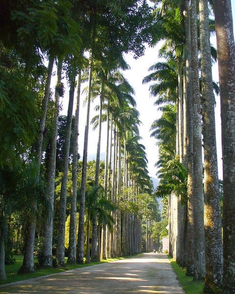 Palma imperial (Roystonea oleracea)