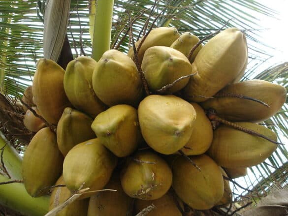 Cómo saber cuándo los cocos están maduros el la palma