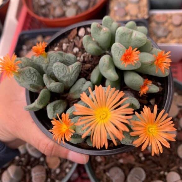 Suculenta corazón Conophytum bilobum (2)