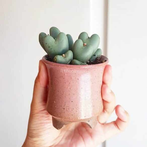 Suculenta corazón Conophytum bilobum Suculenta corazón Conophytum bilobum