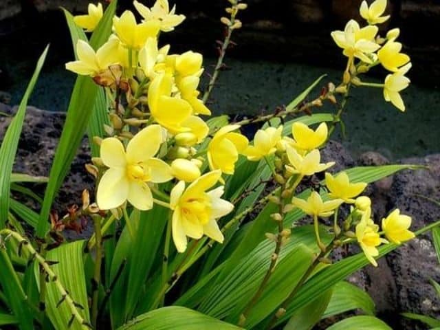 Cultivo de orquídeas Spathoglottis - Succulent Avenue