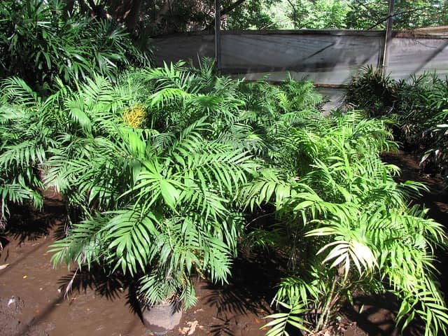 Las mejores palmas para jardines pequeños