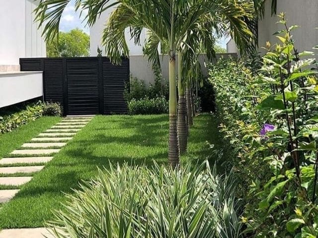 rotación biología Duquesa Las mejores palmas para jardines pequeños - Succulent Avenue