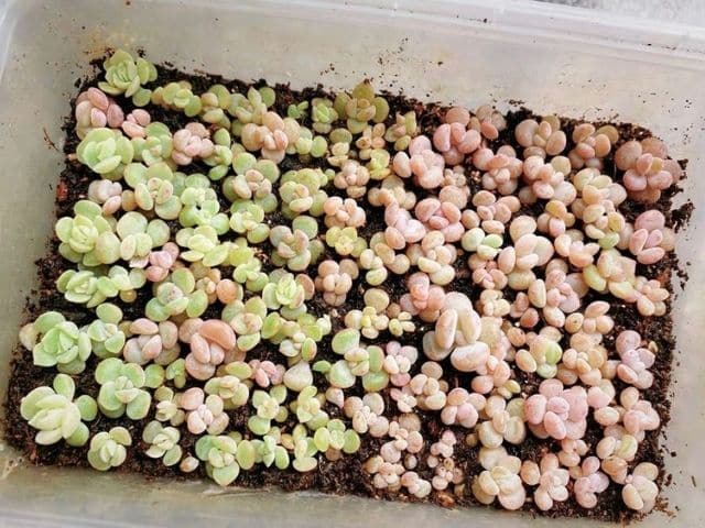 angustia Desanimarse difícil Cómo germinar semillas de suculentas - Succulent Avenue