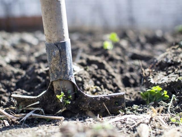 cómo sembrar cebolla de Fuentes, cómo preparar la tierra