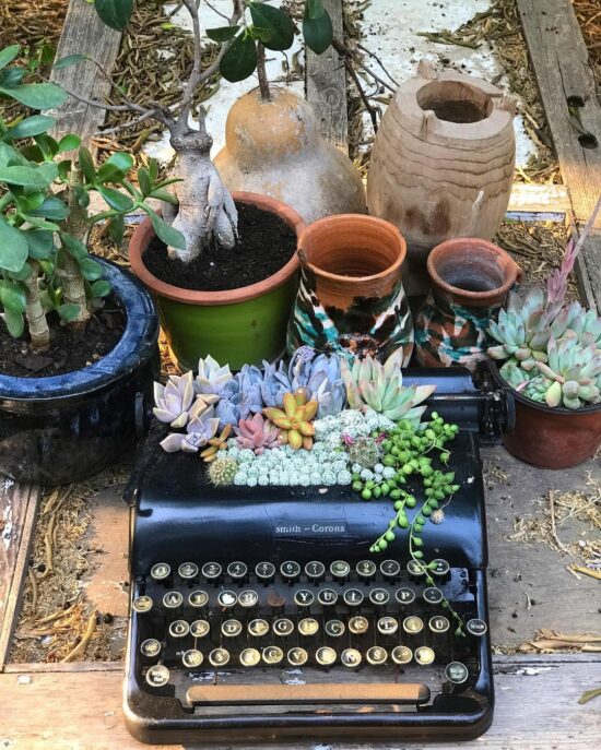 Máquinas de escribir con suculentas Máquinas de escribir con suculentas