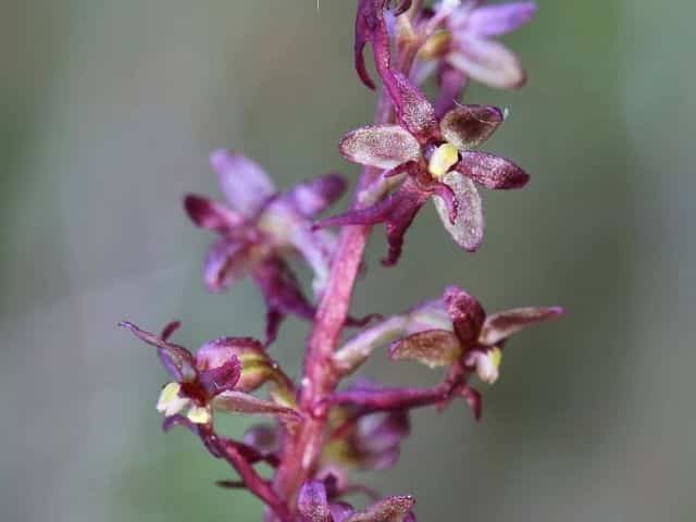 Twayblade hoja de corazón - orquídea diminuta - Succulent Avenue