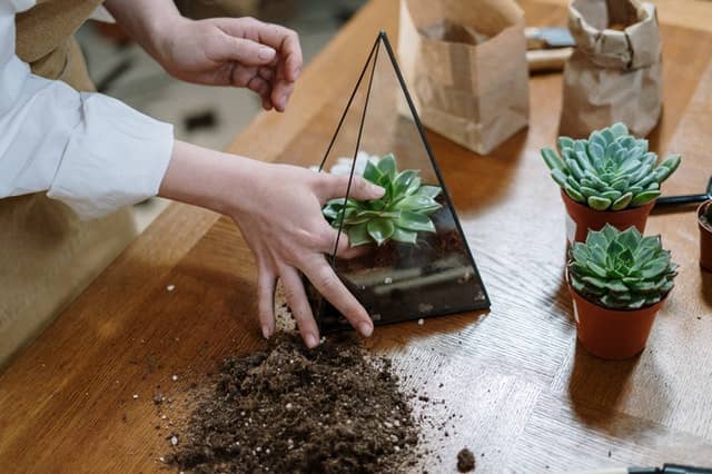 Cómo hacer un terrario con suculentas - paso 5