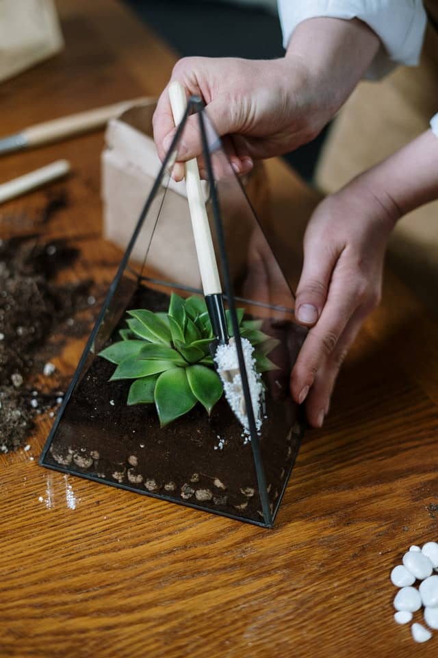 Cómo hacer un terrario con suculentas - paso 6