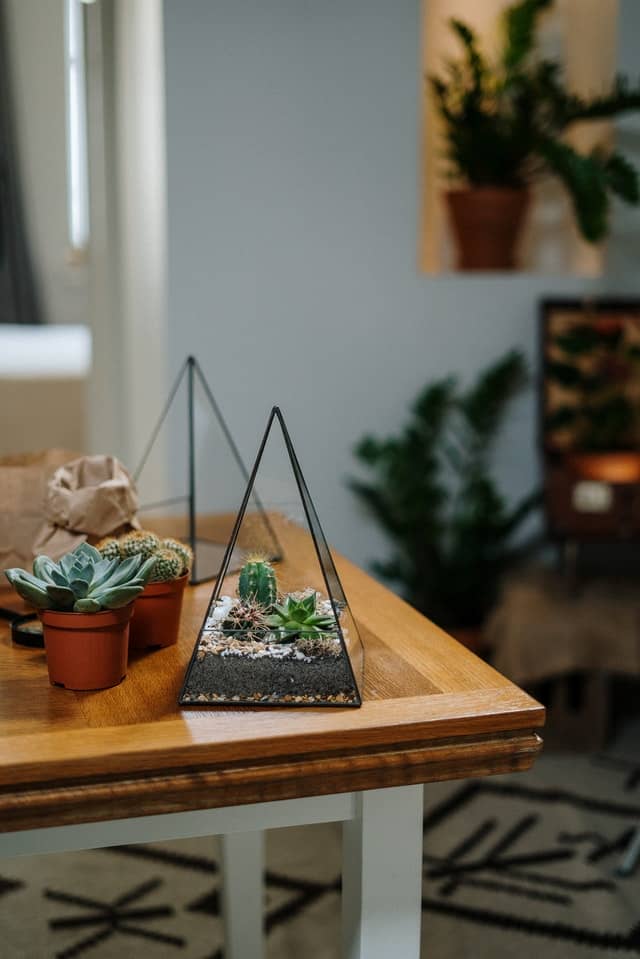 Cómo hacer un terrario con suculentas - último paso
