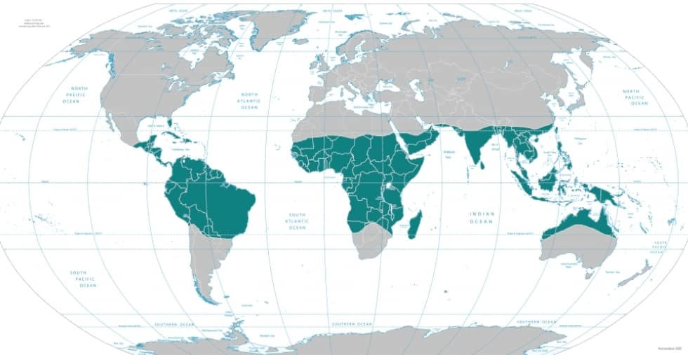 Qué son plantas tropicales