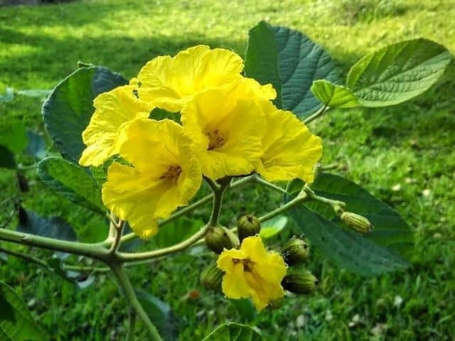 Muyuyo - Árbol de flores amarillas - Succulent Avenue