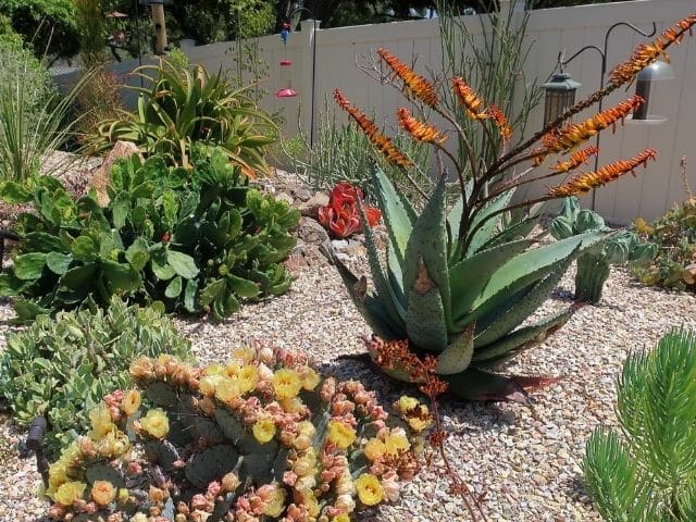 Cómo cuidar el Aloe marlothii
