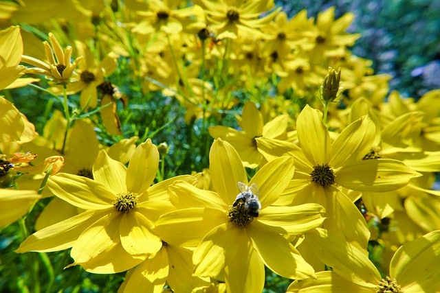 Coreopsis